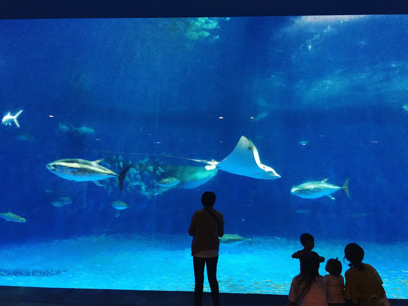 kagoshima-city-aquarium