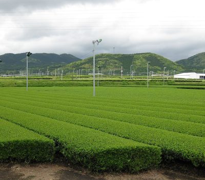 Tea_Plantation_in_Nansatsu_Plateau
