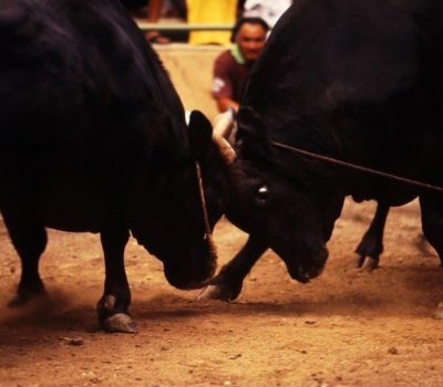 togyu-bull-sumo-1030x676