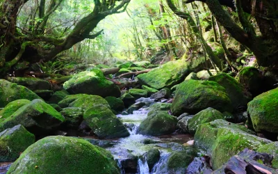 Yakushima National Park