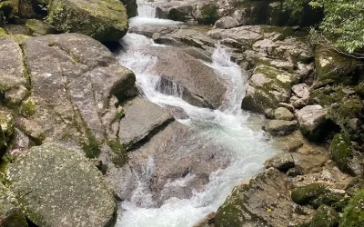Yakusugi Land