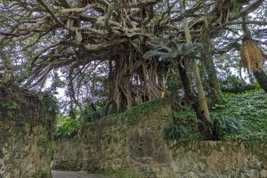 300‑Year‑Old Banyan Tree