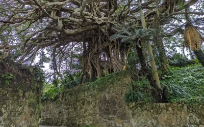 300‑Year‑Old Banyan Tree