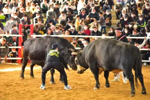 Tokunoshima Nakusamikan Bullfighting Arena