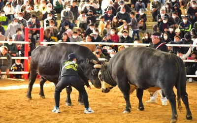 Tokunoshima Nakusamikan Bullfighting Arena